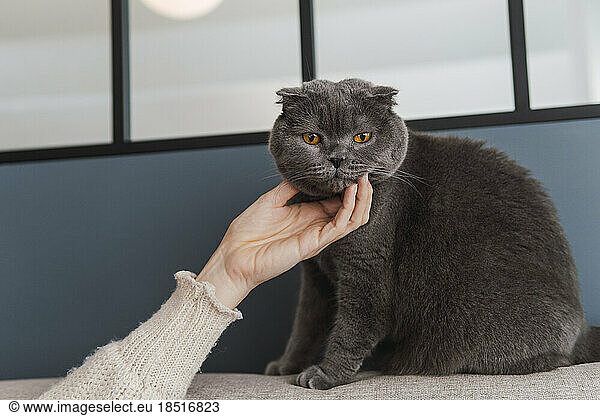 Hand of woman stroking cat sitting at home