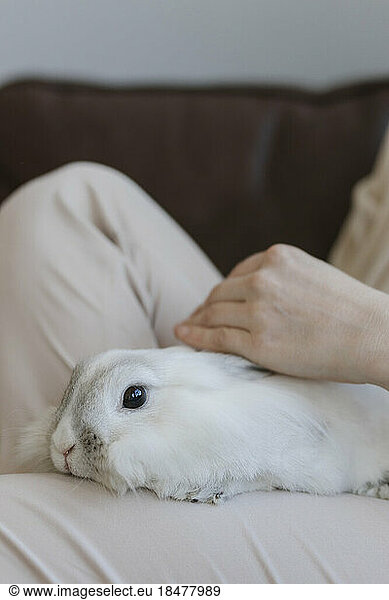 Hand of woman stroking rabbit at home