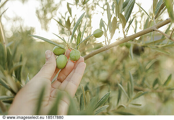 Hand of woman touching olives fruit