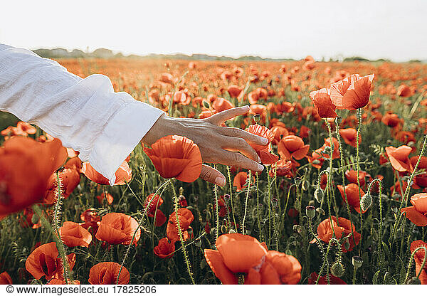 Hand of woman touching red flower in field
