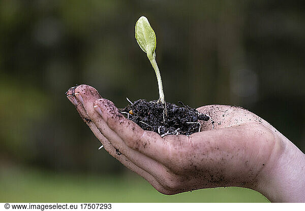 Hand of young man holding freshly dug seedling