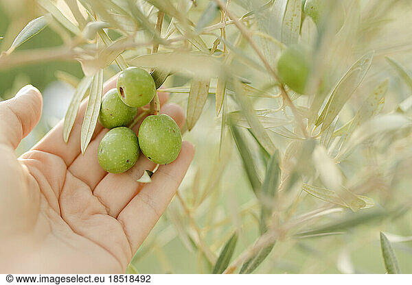Hand of young woman touching olives fruit