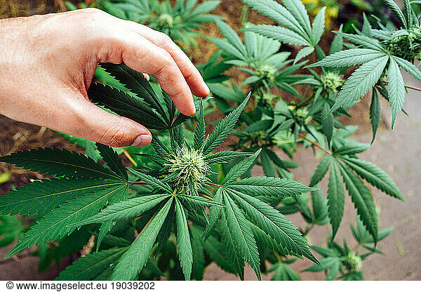 Hand Over A Plant Of Organic Medical Marijuana.