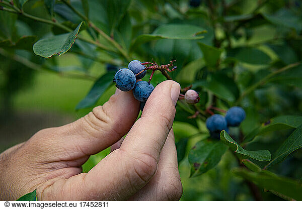 Hand Picking Whole Organic Blueberries On BlueBerry Farm in Summer