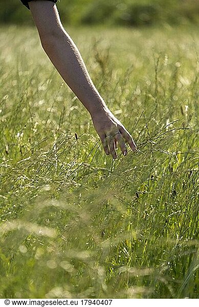 Hand strokes through high grass  closeness to nature  meadow  Landlust  Upper Bavaria  Bavaria  Germany  Europe