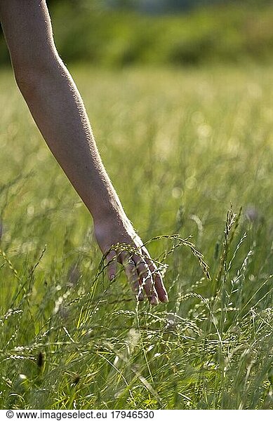 Hand strokes through high grass  closeness to nature  meadow  Landlust  Upper Bavaria  Bavaria  Germany  Europe