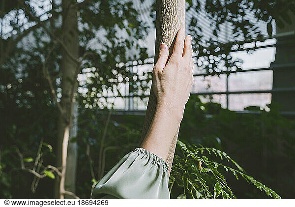 Hand touching small tree trunk in greenhouse