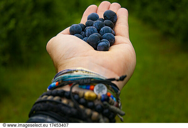 Hand With Fresh Fruit Blueberries Explore Forest Bracelets