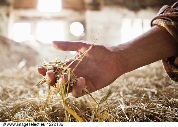 Hand with hay