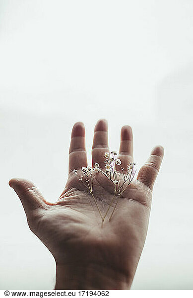 Hand with white dried flowers. Hope and positivity concept.
