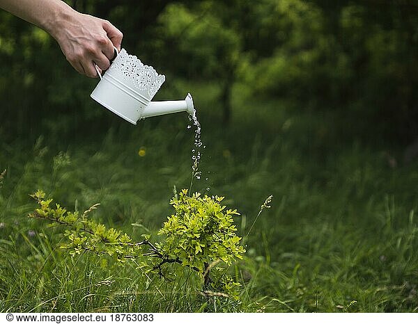 Handbewässerung von Pflanzen aus weißer Gießkanne