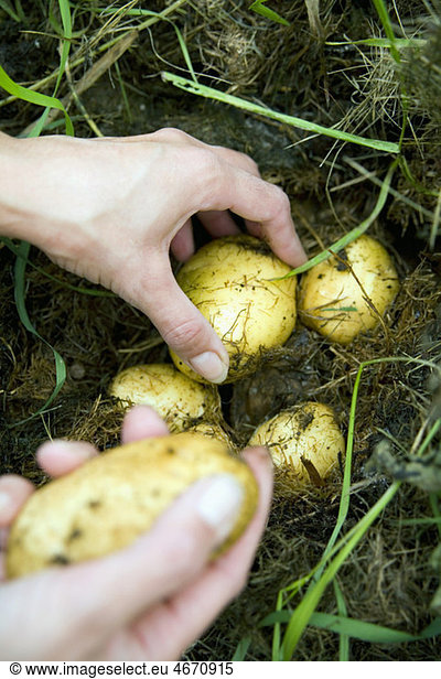 Handpflücken von Kartoffeln