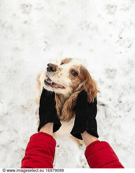 Hands embrace a delighted dog with smiling face  winter scene