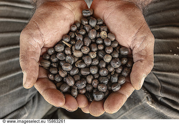 Hands full of Brazilian coffee seeds