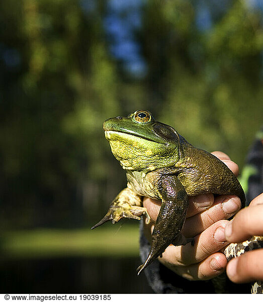 Hands holding a Bull Frog  Maine  New England.