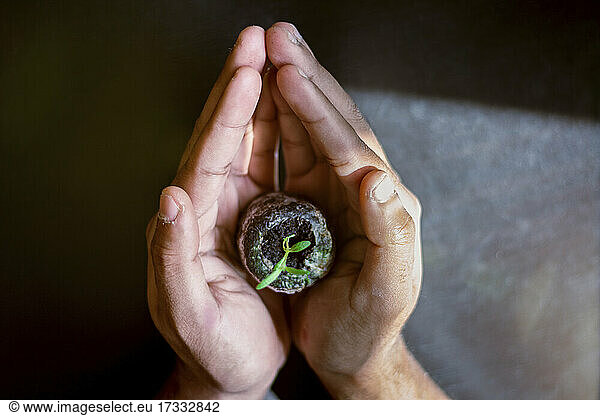Hands holding sage seedling