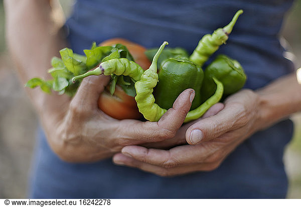Hands holding vegetables