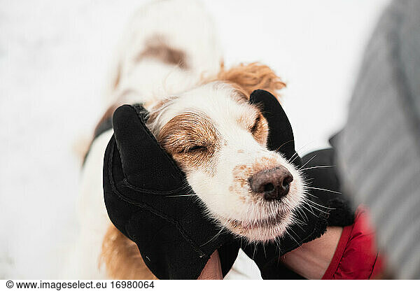 Hands in winter gloves hug a delighted dog with closed eyes.