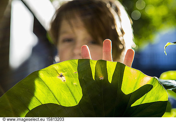 Hands of a six year old boy casting shadow on plant