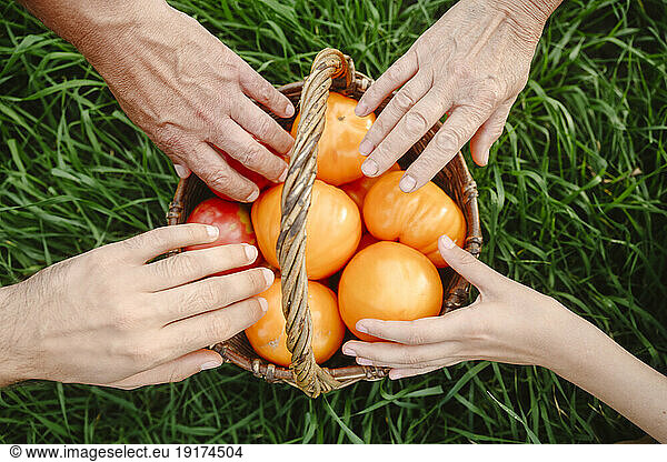 Hands of family touching tomatoes in wicket basket on grass