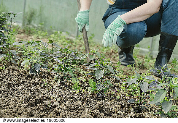 Hands of farmer digging soil in greenhouse