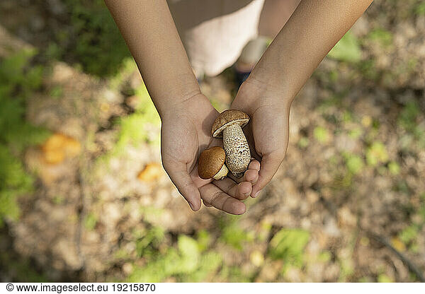 Hands of girl collecting mushrooms in forest