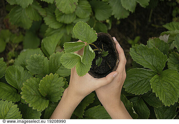 Hands of girl holding plant in garden