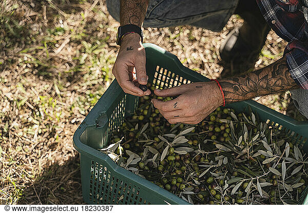 Hands of man holding olive above crate