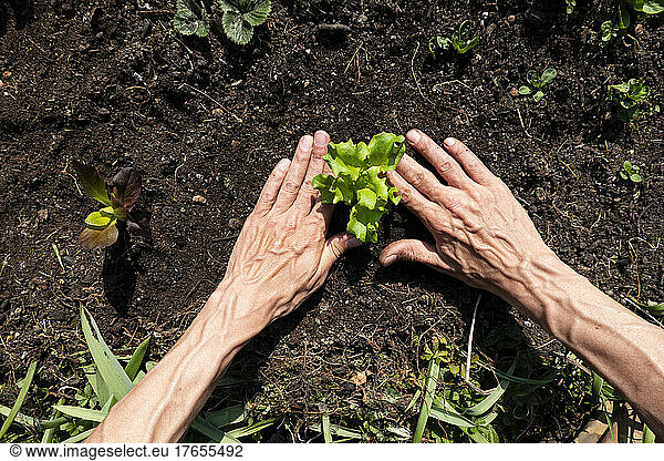 Hands of man planting lettuce seedlings in vegetable garden
