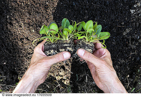 Hands of man planting lettuce seedlings in vegetable garden