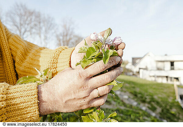 Hands of man touching flowering plant