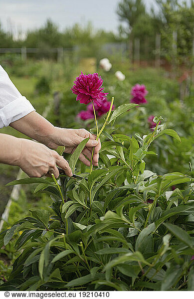Hands of woman cutting phony flower in garden