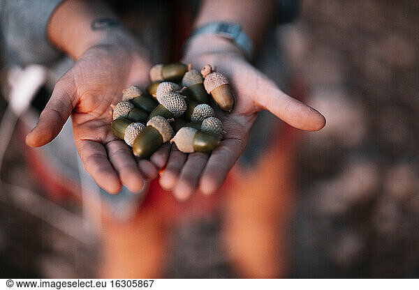 Hands of woman holding acorn