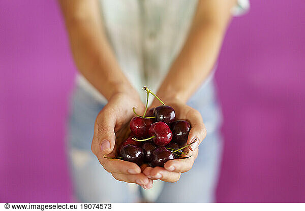 Hands of woman holding cherries