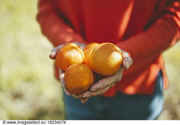 Hands of woman holding fresh orange fruits