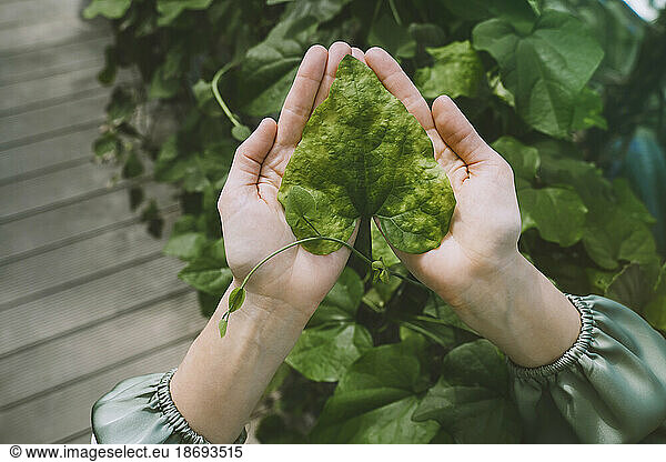 Hands of woman holding leaf in greenhouse