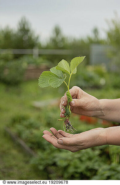 Hands of woman holding plant in garden