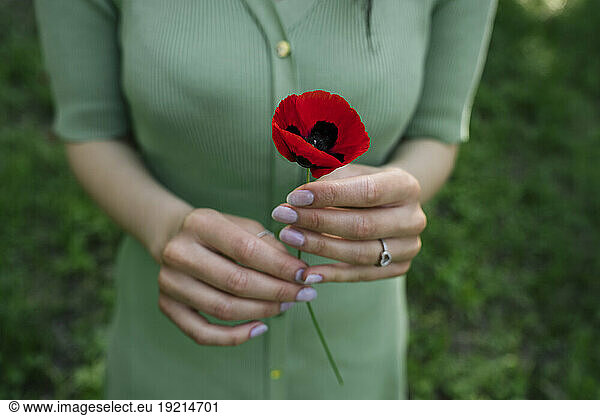 Hands of woman holding red poppy flower