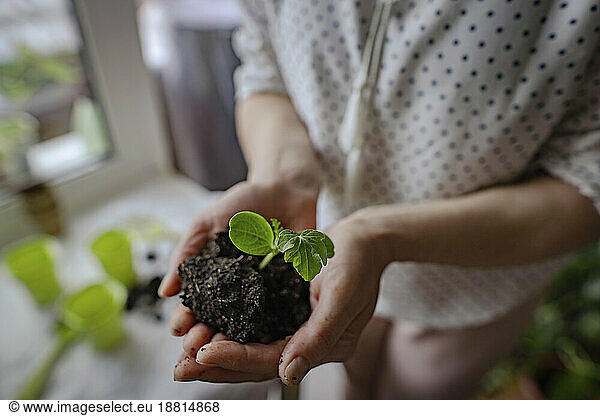 Hands of woman holding small plant with dirt