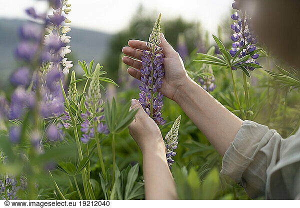 Hands of woman touching lupine flower in field