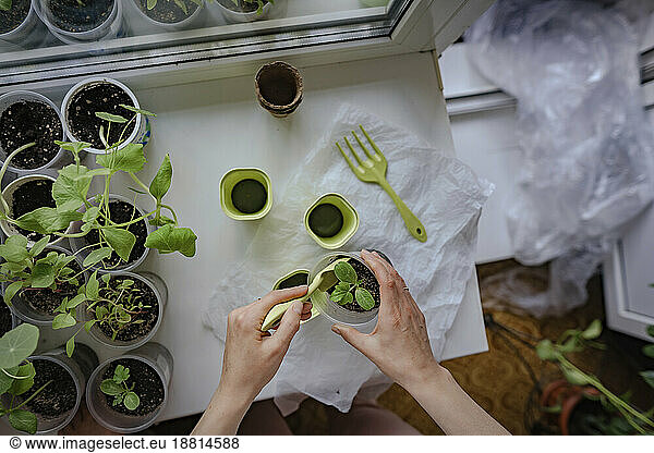 Hands of woman with spatula gardening at home