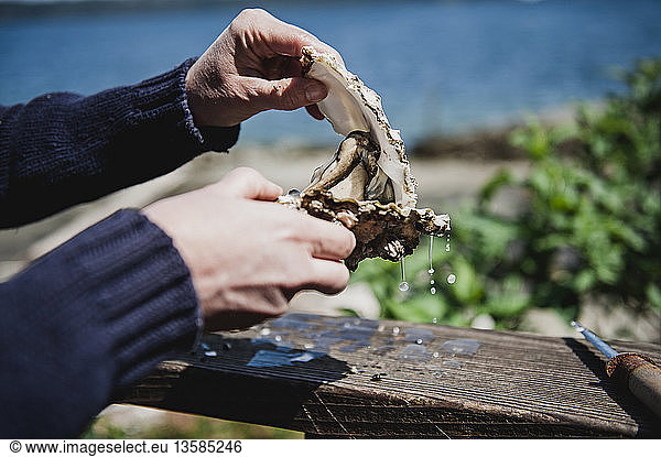 Hands opening fresh oyster shell