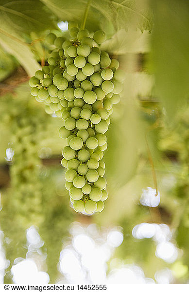 Hanging green grapes