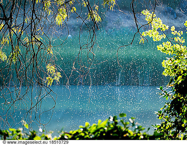 Hanging trees and plants in Guadalquivir River and cloud of mosquitoes