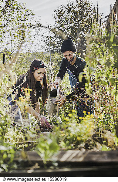 Happy couple gardening in urban garden together
