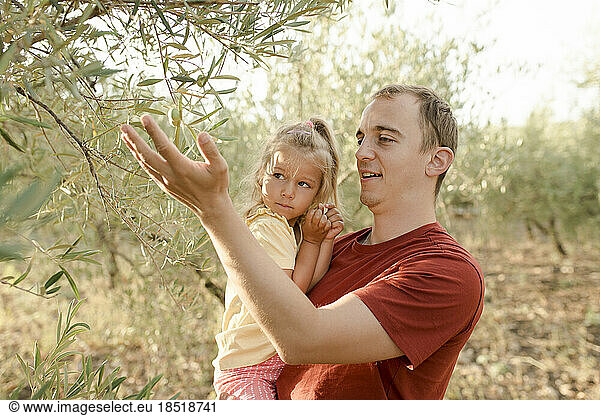Happy father showing olives on tree to daughter