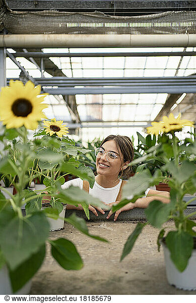 Happy gardener amidst sunflower plants in greenhouse