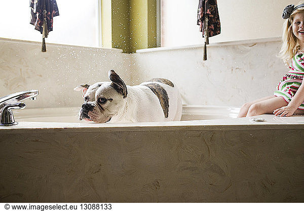 Happy girl sitting on bathtub while Bulldog taking bath at home