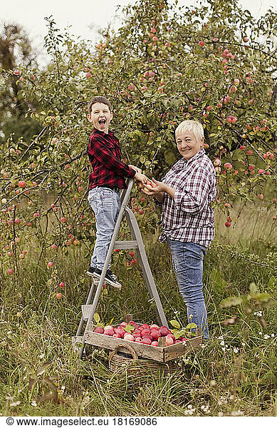 Happy grandson on ladder harvesting apples with grandmother at orchard