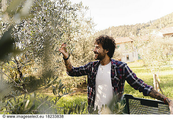Happy man examining olive on branch of tree